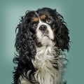 Close-up of Cavalier King Charles Spaniel against green backgrou