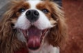 Close Up of Cavalier King Charles Spaniel Dog with Tongue Out Royalty Free Stock Photo