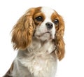 Close-up of a Cavalier King Charles Spaniel