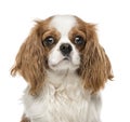 Close-up of Cavalier King Charles Spaniel, isolated on white