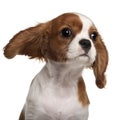 Close-up of Cavalier King Charles Spaniel puppy Royalty Free Stock Photo