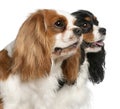 Close-up of Cavalier King Charles Spaniels