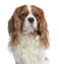 Close-up of a Cavalier King Charles, 2 years old