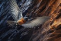 close-up of cave swallow feathers in motion