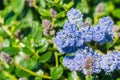 Close up of Ceanothus thyrsiflorus wildflowers, California