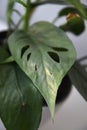 Close up of Cebu blue pothos, Epipremnum pinnatum