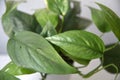 Close up of Cebu blue pothos, Epipremnum pinnatum, leaves