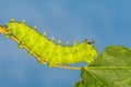 Cecropia Moth Caterpillar Royalty Free Stock Photo