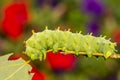 Cecropia Moth Caterpillar Royalty Free Stock Photo