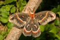 Cecropia Moth