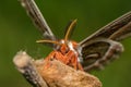 Cecropia Moth -Hyalophora cecropia Royalty Free Stock Photo