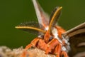 Cecropia Moth -Hyalophora cecropia Royalty Free Stock Photo