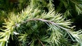 Cedrus deodara 'Golden Horizon' Royalty Free Stock Photo