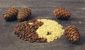 Close up of cedar pine nuts and cones in the form of yin and yang on blackboard background