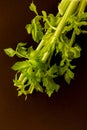 closeup celeri leaves on brown background Royalty Free Stock Photo