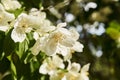 Close-up of celinda philadelphus, also called Philadelphus coronarius, on an out-of-focus background Royalty Free Stock Photo