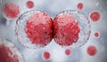 Close-up of a cell division and reproduction through a microscope view. Mitosis results in two identical daughter cells. Cellular Royalty Free Stock Photo