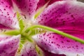Close up of center of bright magenta and pink tiger lily with bright yellow-green stamen.