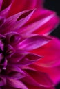 Close up of center of bright pink petal dahlia Royalty Free Stock Photo