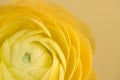 Close up of center petals of buttercup flower Royalty Free Stock Photo