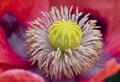 Close up of the center of a giant red poppy Royalty Free Stock Photo