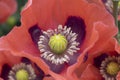 Close up of the center of a giant red poppy Royalty Free Stock Photo