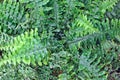 Close up of center of green fern plant Royalty Free Stock Photo