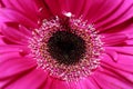 Close Up of the Center of a Pink Gerber Daisy Royalty Free Stock Photo