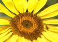 Two honey bees on a giant sunflower blooming