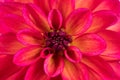 Close up of center of orange petal dahlia Royalty Free Stock Photo