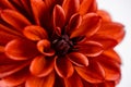 Close up of center of orange petal dahlia Royalty Free Stock Photo