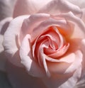 Close-up of center of a pink rose in full bloom Royalty Free Stock Photo