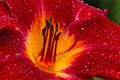 Close up center of red daylilly in rain storm.