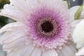 Close up of the center of a soft pink Gerbera flower in full bloom covered in water drops from morning dew. Royalty Free Stock Photo