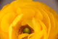 Close up center of  yellow buttercup flower Royalty Free Stock Photo