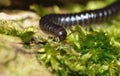 Centipede Royalty Free Stock Photo