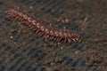 Centipede Royalty Free Stock Photo