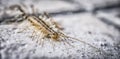 A close-up of a centipede