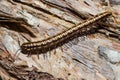 a close up of a centipede on tree in australia Royalty Free Stock Photo