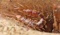 Centipede - Macro