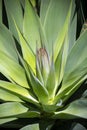 Close-up of centre of agave plant Royalty Free Stock Photo