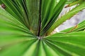 Looking down into a large green spiny leaf