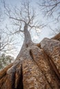 Close up century-old tree root in Ta Prohm temple, Angkor Thom, Siem Reap, Cambodia. Royalty Free Stock Photo