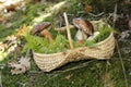 Close-up of ceps in basket