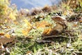 Close-up of ceps in forest