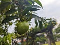 A close up of cerbera manghas fruit