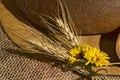 Close-up with cereals, yellow flowers and bread.