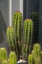 Close up of cereus cacti in a set of pots filled with more cacti