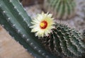 Cereus cactus, a big succulent plant with yellow-red flower blooming on top. Royalty Free Stock Photo