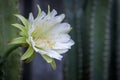 Close up cereus cactus flower blooming in garden Royalty Free Stock Photo